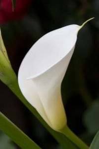 Bright_10-24-2013_IMG_1635