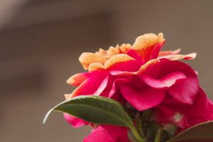 Bright_10-31-2013_IMG_1650