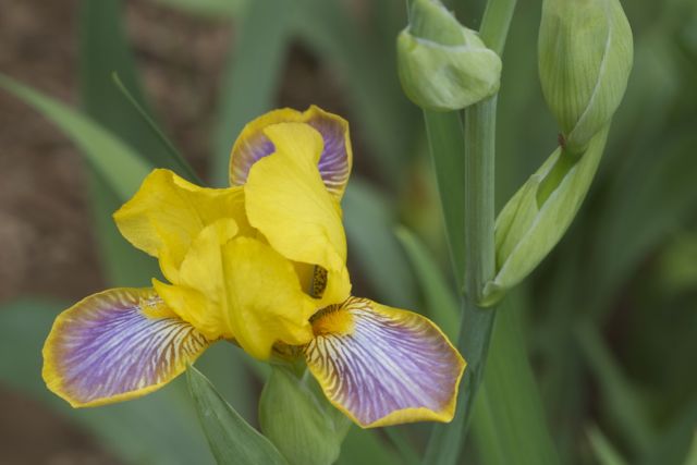 Iris