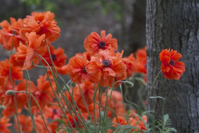 A type of red poppies.
