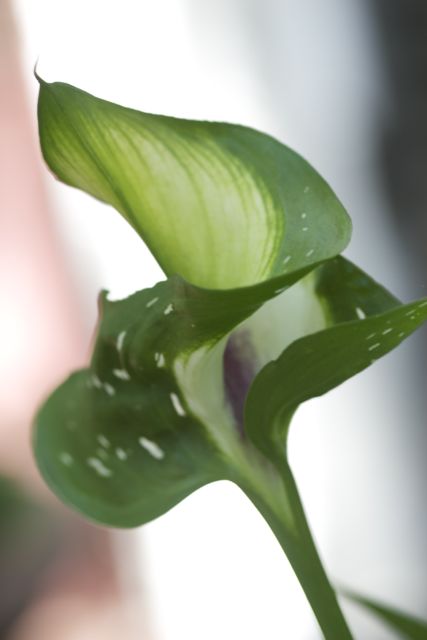 Bright_12-12-2013_IMG_3103