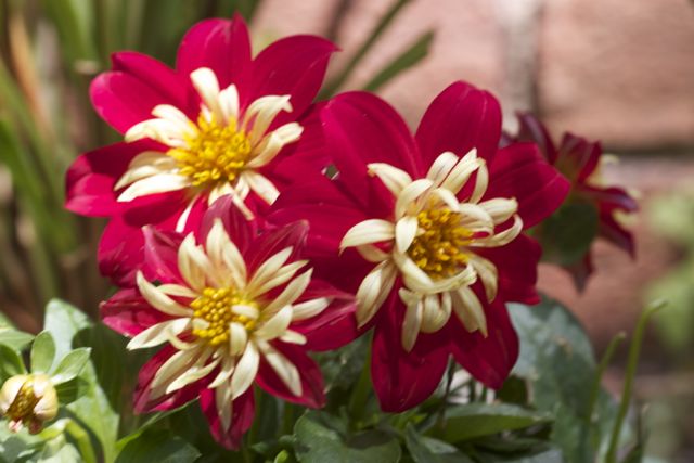 Bright_12-25-2013_IMG_3081