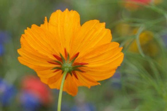 Bright_1-30-2014_IMG_3878