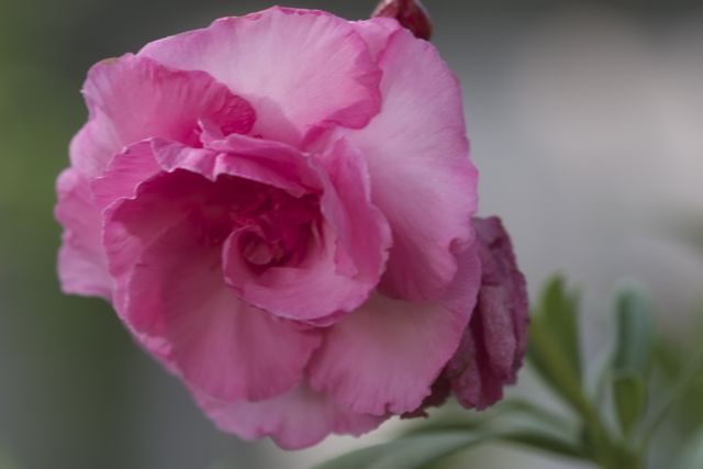 Bright_1-9-2014_IMG_3531