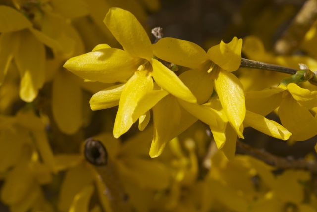 Bright_5-29-2014_IMG_6497