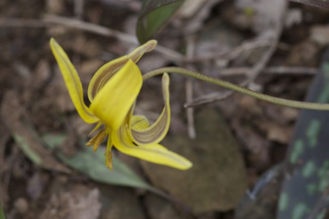 Bright_6-26-2014_IMG_6821