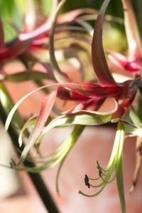 Bright_7-10-2014_IMG_5922