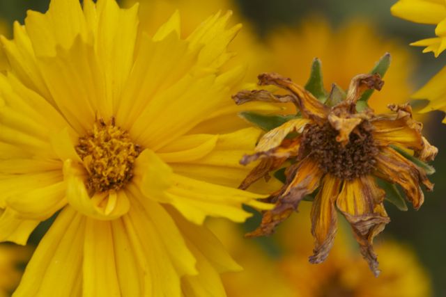 Bright_Transitions #1_IMG_7985