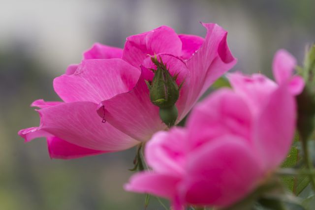 Bright_Transitions_IMG_8001