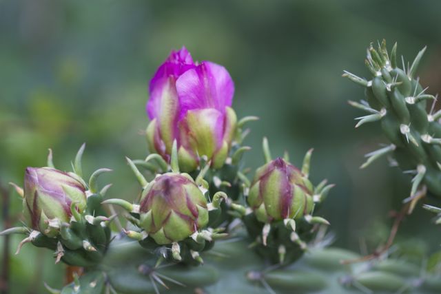 Bright_Transitions_IMG_8225