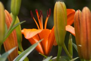 Bright_8-15-2014_IMG_7881