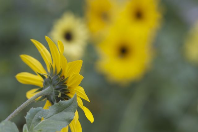 Bright_9-11-2014 ALT_IMG_8202