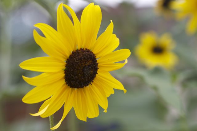 Bright_9-11-2014_IMG_8198