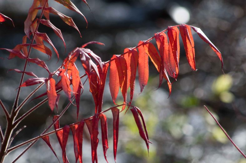 Bright_10-30-2014_IMG_0097