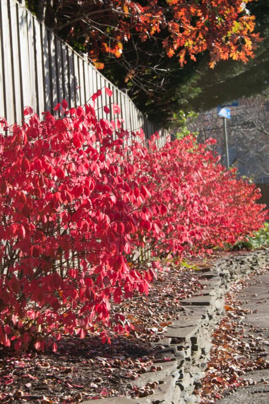 Bright_11-13-2014_IMG_0148-2