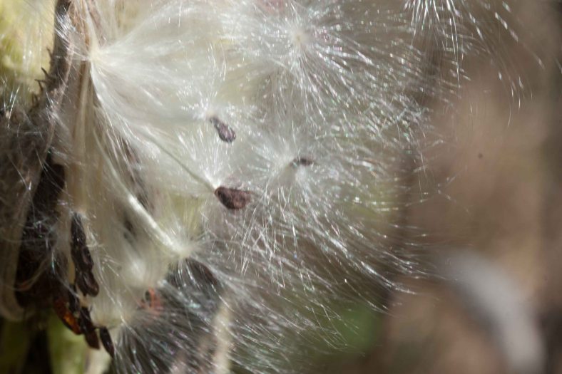 Bright_11-20-2014_IMG_9825