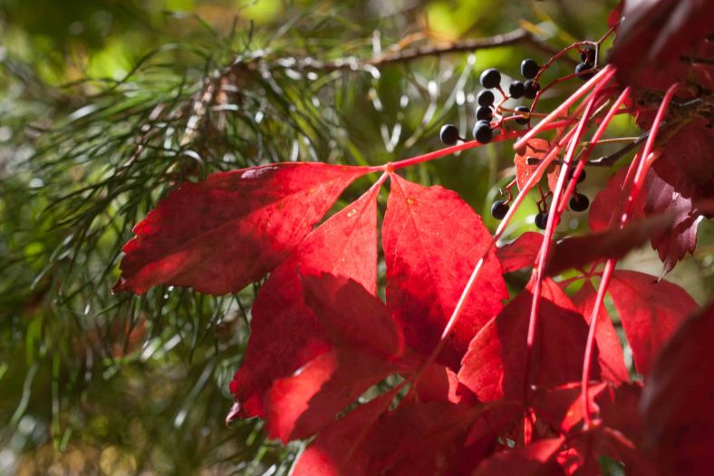 Bright_11-6-2014_IMG_9799