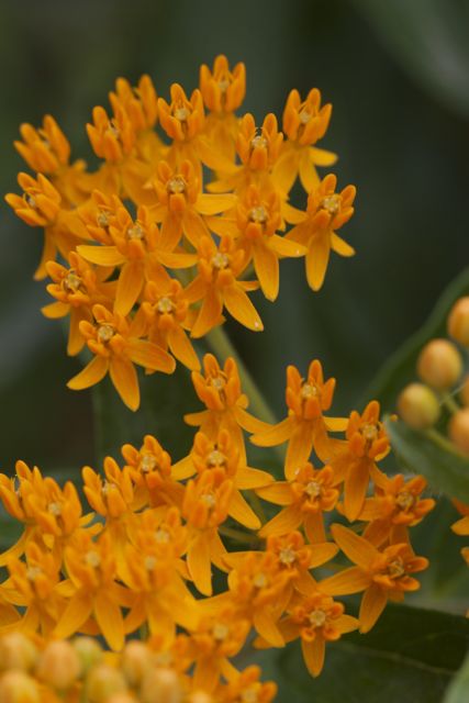 Bright_12-24-2014_Like a Starry Night_IMG_8080