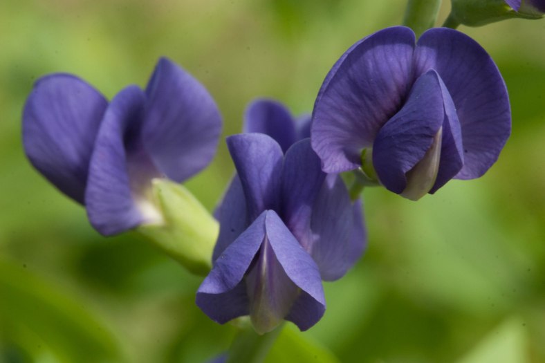 Bright_5-28-2015_IMG_2436