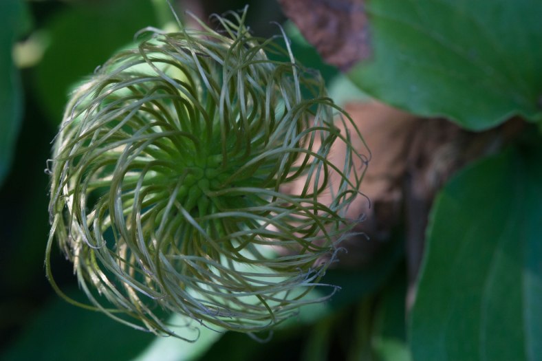 Bright_6-11-2105_Clematis Seed_IMG_2976