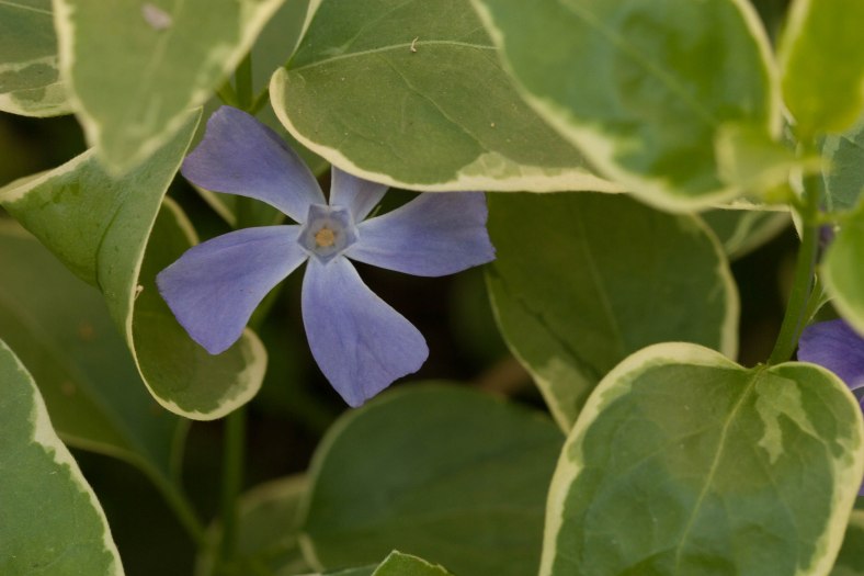 Bright_6-4-2015_Blue-5 petal_IMG_2052