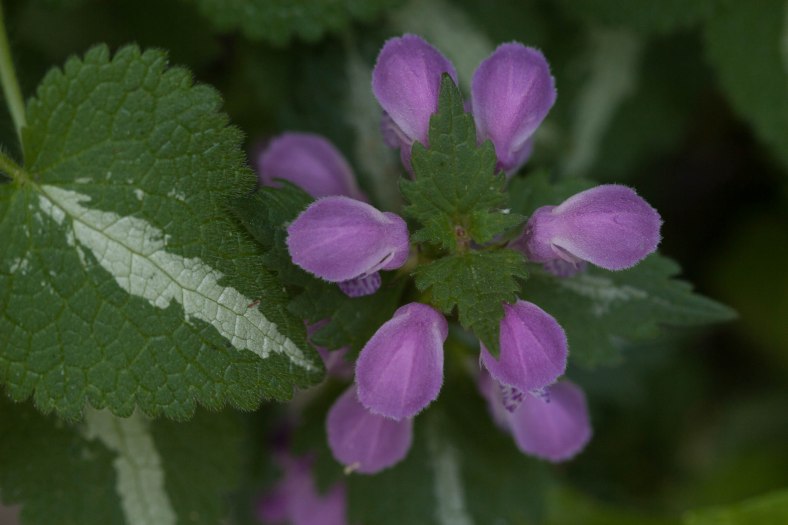 Bright_9-24-2015_Pink small-unidentified_IMG_2031