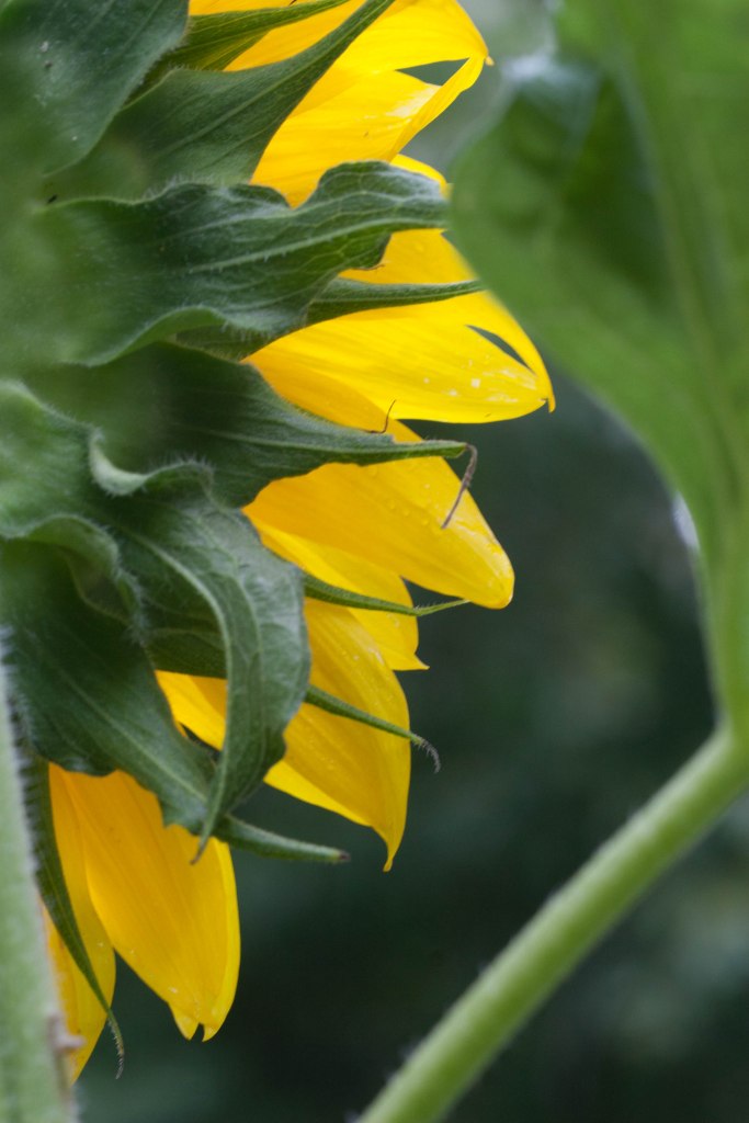Bright_10-15-2015_Sunflower on Edge_IMG_3317