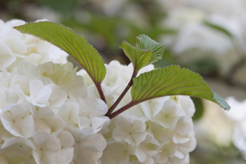 Bright_10-29-2015_Leaves in white_IMG_1634