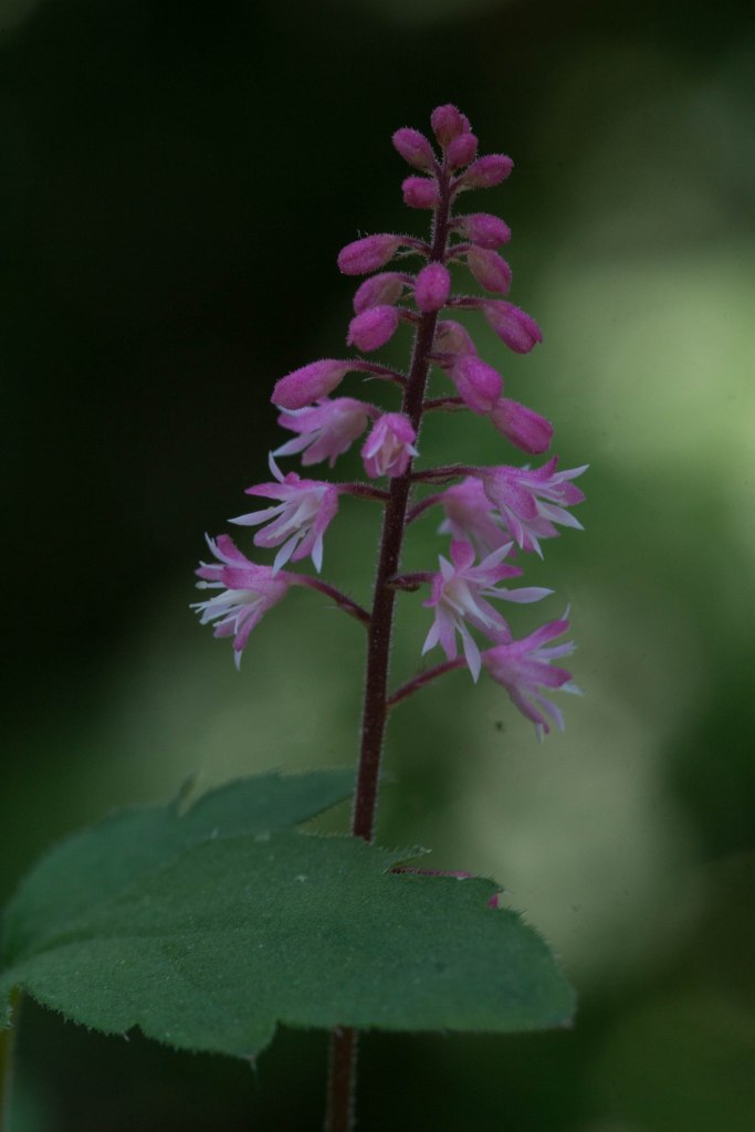 Bright_Pink cluster_IMG_2110