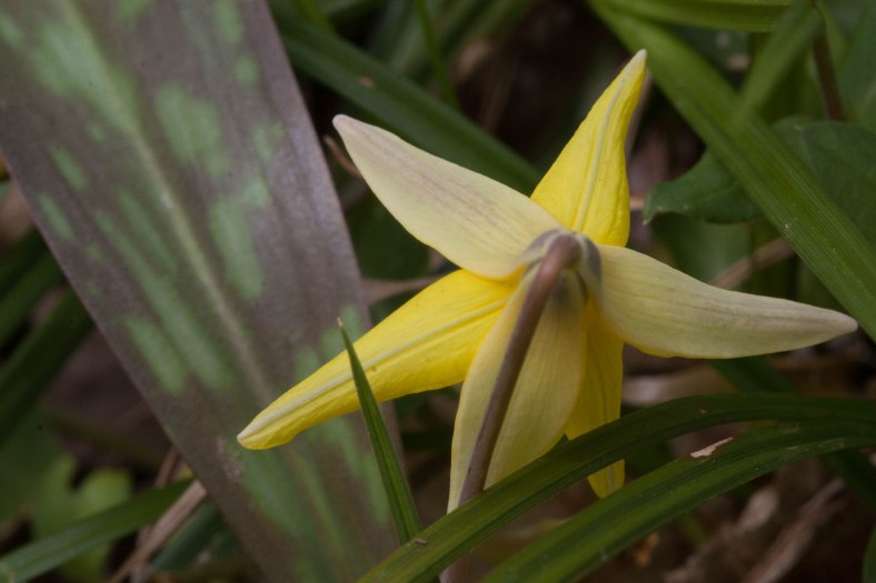 Bright_4-21-2016_Yellow trout lily_IMG_5559