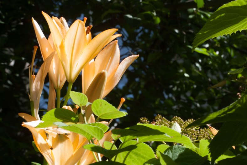 Bright_5-19-2016_Yellow reaching to sky_IMG_3123.jpg