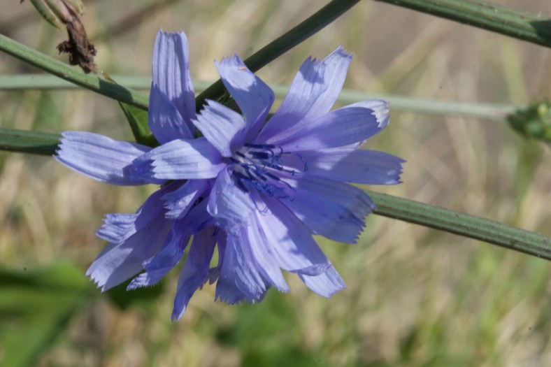 Bright_7-28-16_Chicory-CU profile_IMG_6733