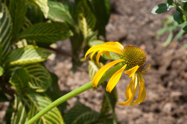 Bright_8-11-16_Yellow coneflower_IMG_6266