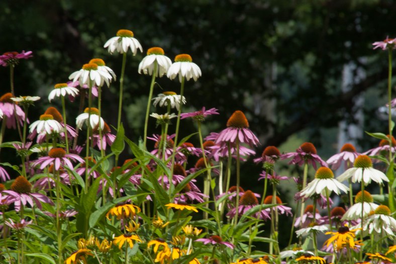 Echinacea-mix_IMG_6638