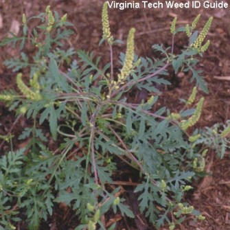 ragweed9-20a_vt