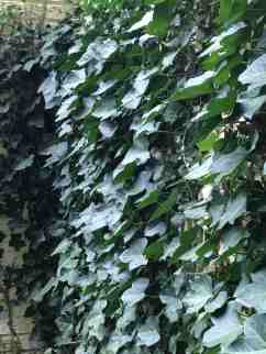 english-ivy