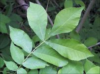 hickory_bitternut_leaves