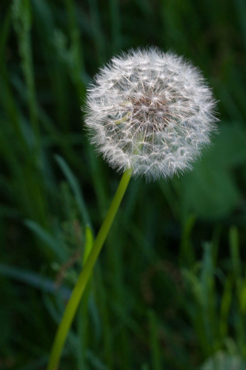 bright_dandelion-white_img_1729