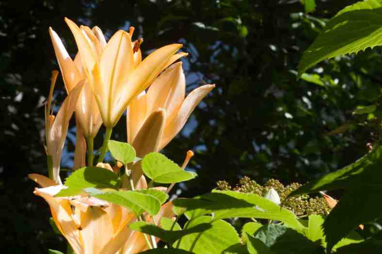 bright_11-17-2016_yellow-uplifting_img_3123