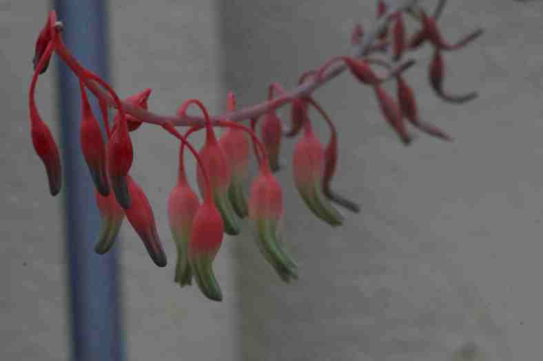 dont-string-me-along