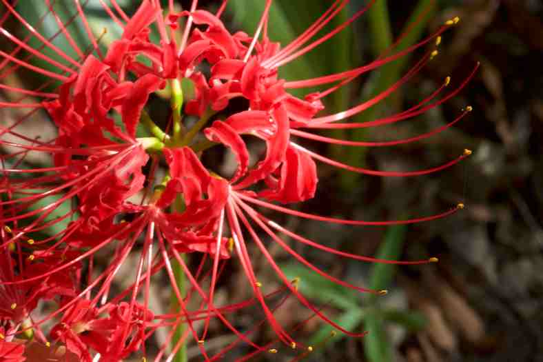 bright_12-8-2016_img_7821