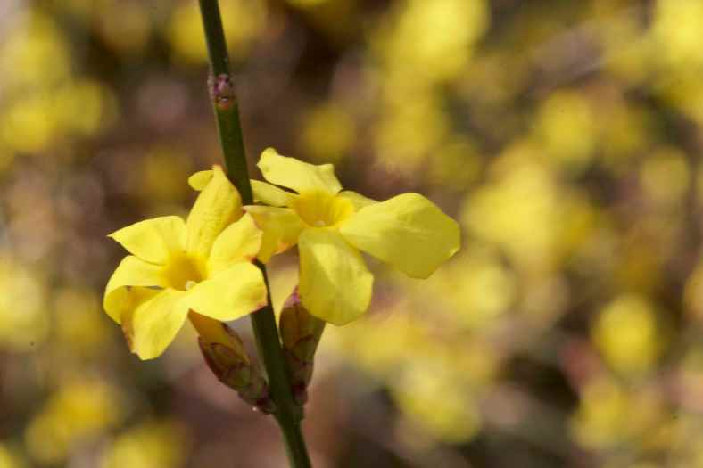 bright_2-16-2017_forsythia_img_8686