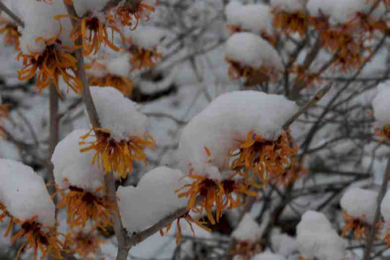 bright_2-9-2017_img_8570