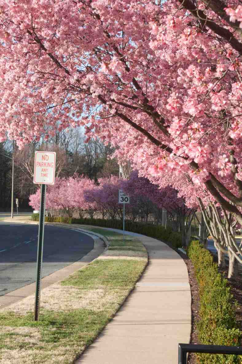 cherry-street-img_9337