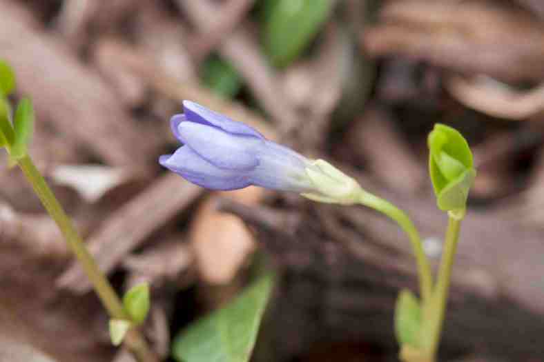 myrtle-starting-out_img_9417