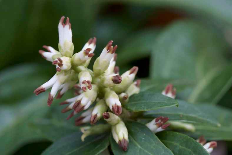 oogie-boogie_img_9393