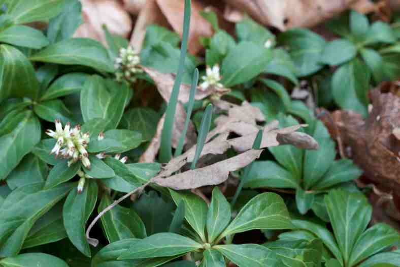 pachysandra_img_9391