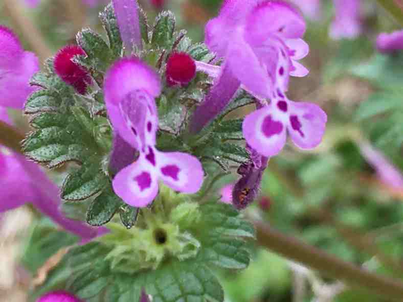 Bright_4-13-17_Henbit_IMG_2826