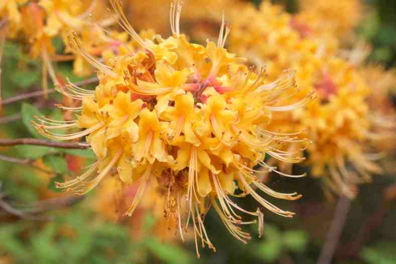 BRIGHT_5-4-2017_Coleman's Azalea_IMG_0993