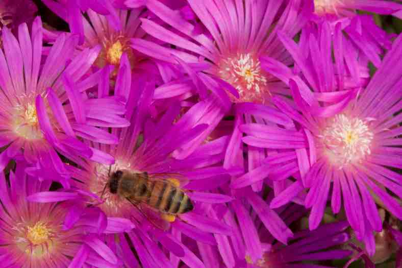Bright-6-15-17_Ice Plant_IMG_1491
